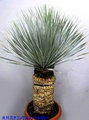 Yucca Rostrata